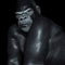 Gorilla against a black background