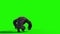 Gorilla Angry Screams Back Green Screen 3D Rendering Animation