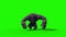 Gorilla Angry Screams Front Green Screen 3D Rendering Animation