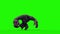 Gorilla Angry Screams Green Screen 3D Rendering Animation