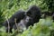 Gorilla animal Rwanda Africa tropical Forest wild