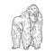 Gorilla animal sketch engraving vector