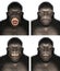 Gorilla Ape Face Expression Emotion Illustration Isolated