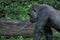 Gorilla ape monkey close up portrait