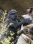 Gorilla baby climbing tree