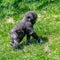 Gorilla, baby monkey walking
