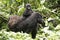 Gorilla Baby on mother's back, Uganda