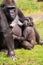 Gorilla baby nursing