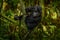 Gorilla baby. Young Gorilla in the habitat, Bwindi NP in Uganda. Cute wildlife in Africa. Mountain Gorilla in the forest, on climb