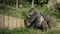 Gorilla Breaking Coconut Open At Zoo
