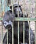 Gorilla in the Cage