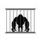 Gorilla in cage. Animal in Zoo behind bars. Big and strong monk