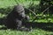 Gorilla child teenager lies on green grass and turns around, bush