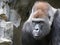 Gorilla, a close-up portrait