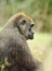 Gorilla Close up portrait