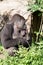 Gorilla comforting Baby