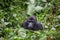 Gorilla in Congo dense jungle rainforest