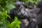 Gorilla in Congo rainforest