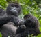 Gorilla in Congo rainforest