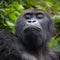 Gorilla in Congo rainforest