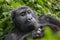 Gorilla in Congo rainforest