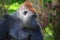 Gorilla constitute the eponymous genus Gorilla,the largest extant genus of primate