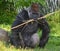 Gorilla constitute the eponymous genus Gorilla,the largest extant genus of primate