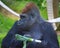 Gorilla constitute the eponymous genus Gorilla,the largest extant genus of primate