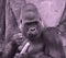 Gorilla constitute the eponymous genus Gorilla,the largest extant genus of primate