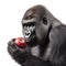 a gorilla eating an apple