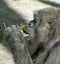 Gorilla eating grass