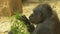 Gorilla eating leaves slow motion 4K