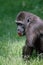 Gorilla Eating a Tomato