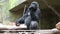 Gorilla eating vegetables. Gorilla having lunch gorilla gorilla. Portrait of a dominant male gorilla
