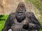 Gorilla eats bread in her hand in the park