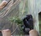 Gorilla eats leaves