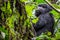 A gorilla eats leaves in the Impenetrable Forest