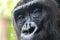 Gorilla eyes close up detail