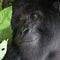 Gorilla face close up