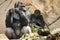 Gorilla family at Taronga Zoo