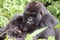 Gorilla female mother breastfeeding