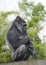 Gorilla Female Sitting