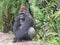 Gorilla, Gabon, West Africa