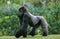 Gorilla, gorilla gorilla, Silverback Adult Male standing on Grass