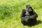 Gorilla on the grass