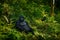 Gorilla in the habitat, Bwindi NP in Uganda. wildlife in Africa. Gorilla group in the forest