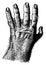 Gorilla hand, vintage engraving