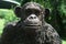 Gorilla head on a background of greenery.