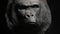 Gorilla head dark background