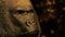Gorilla head dark background